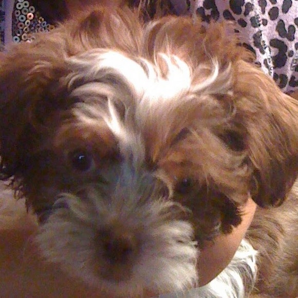 Meet your Posher, Jules - Picture 1 of 1